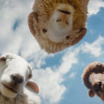 THE SHEEP DETECTIVES