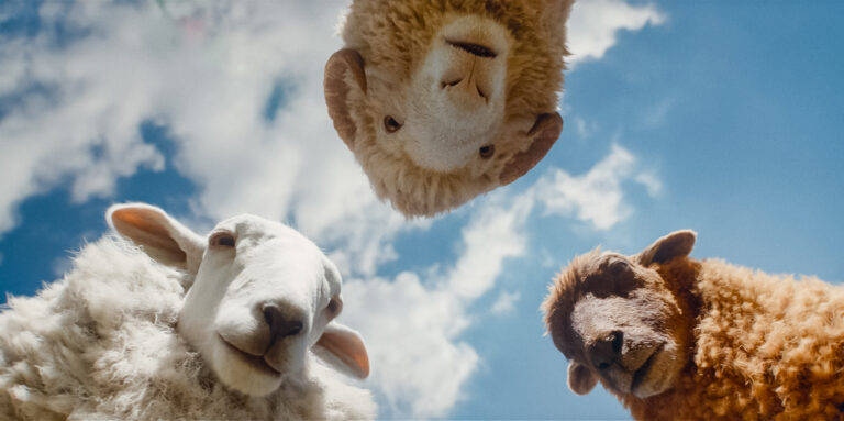 THE SHEEP DETECTIVES